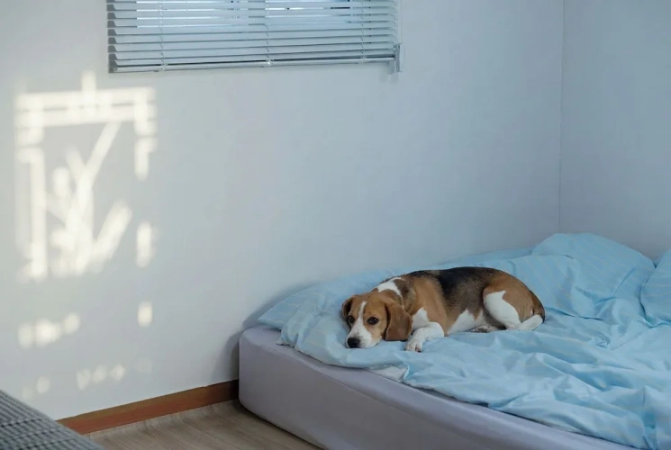 1 Bedroom Standard room