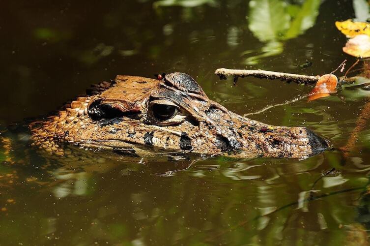 Tambopata EcolodgeOver view