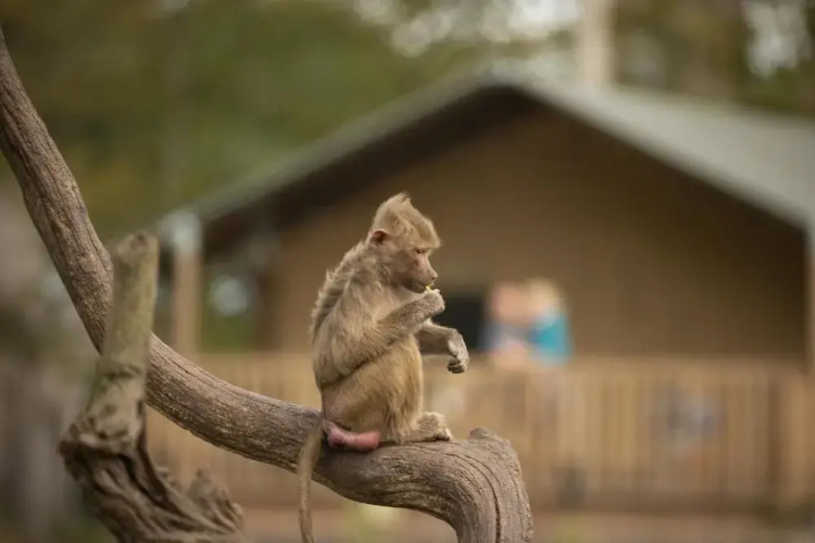 Knuthenborg Safaripark