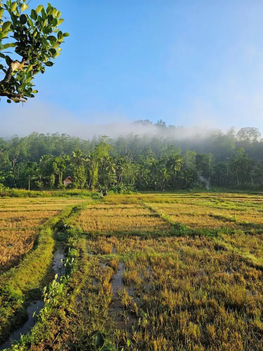 Forest & Fields Sinharaja