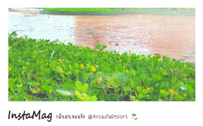Arcadia Resort