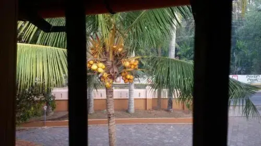 Palm Bliss