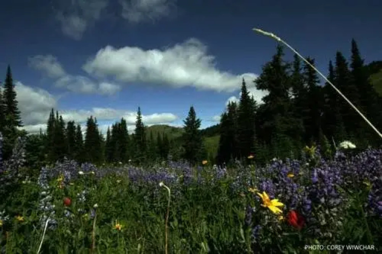 Woodhaven by Bear Country