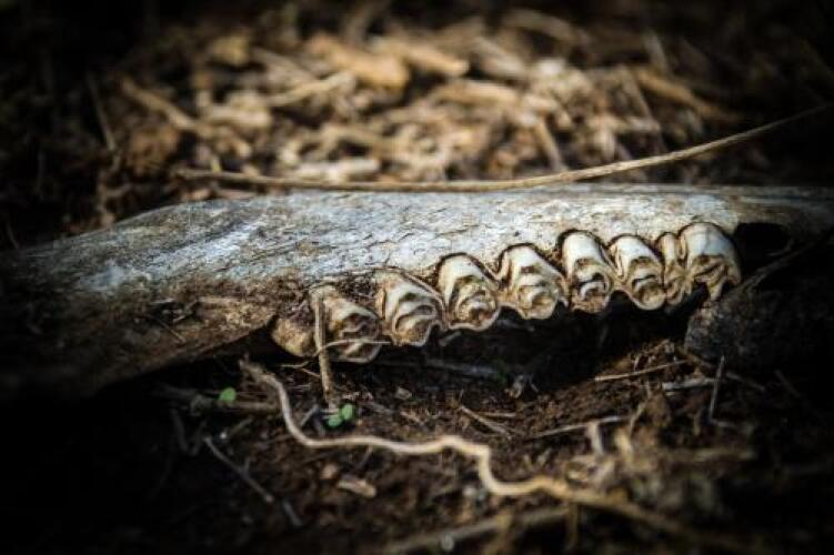 Intle Game Lodge Over view