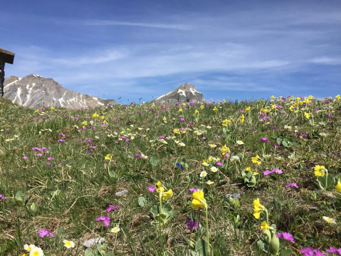 Haus Alpenrose