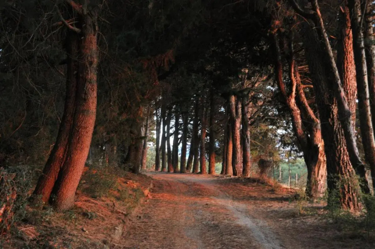 Agriturismo Bosco Pianetti