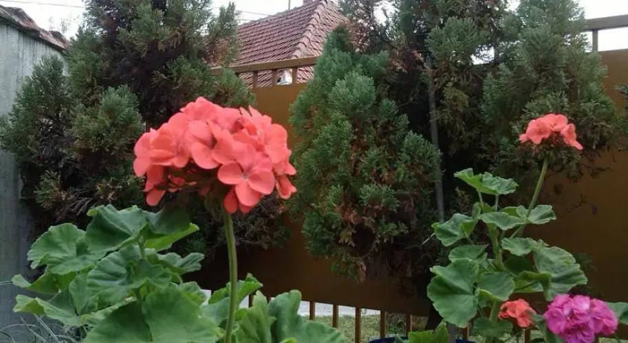 Vrdnicka Vila