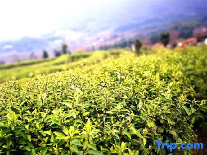 Zizai Pingjiang Wild Luxury Resort