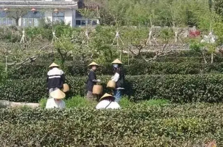Yunlixiang Homestay