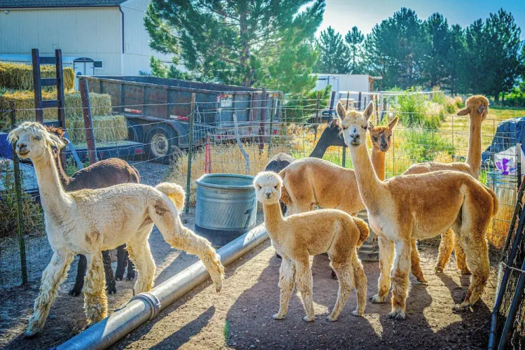 The Farmhouse At Grand Valley Getaway W/ Alpacas! - Palisade, CO