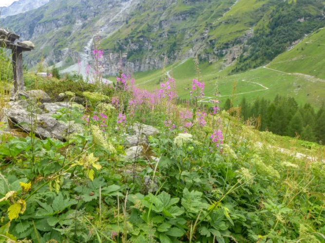 Chalet Epilobes