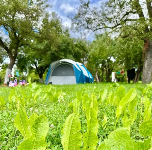 Tent
