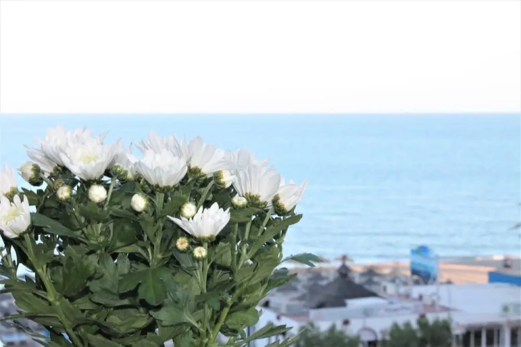 1 Bedroom Comfort Apartment with balcony and beachfront