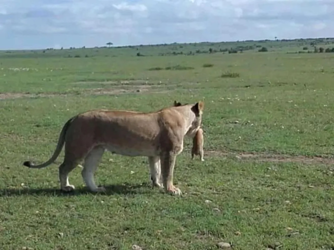 Semadep Safari Camp