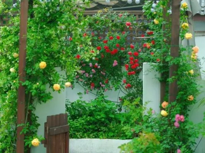 Painter Garden Homestay