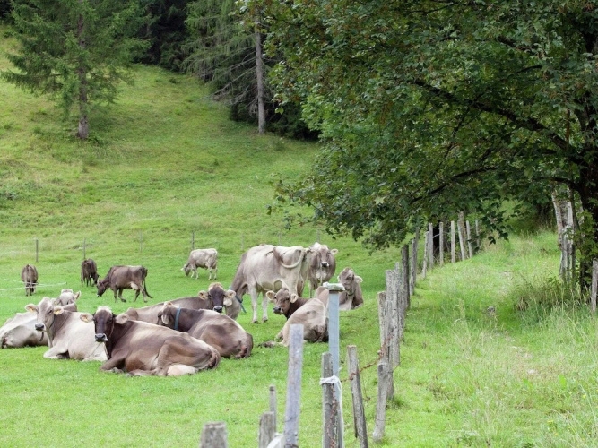 Brunnkopf