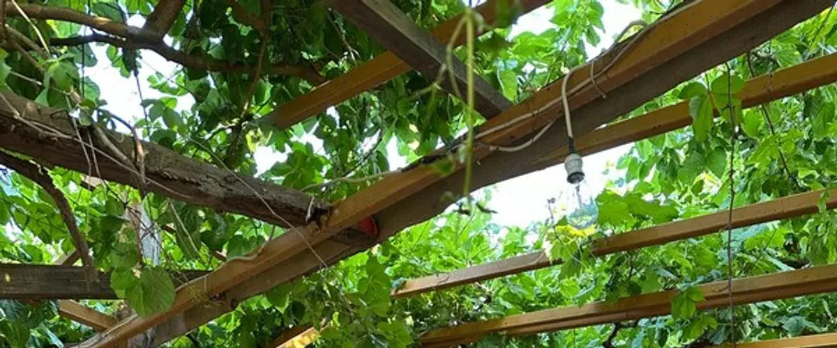Natural Pansiyon