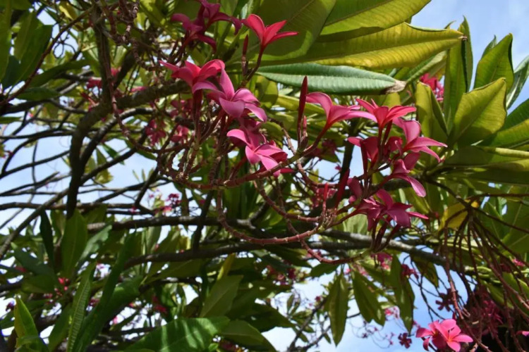 Nona Lani CottagesOver view