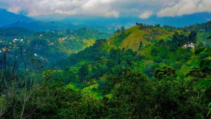 Shining Green View