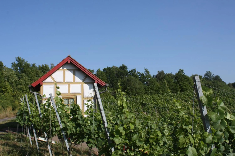 Schwarzer Adler Weingut