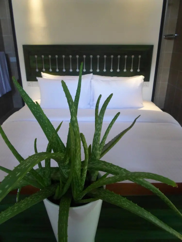Sennya Resorts