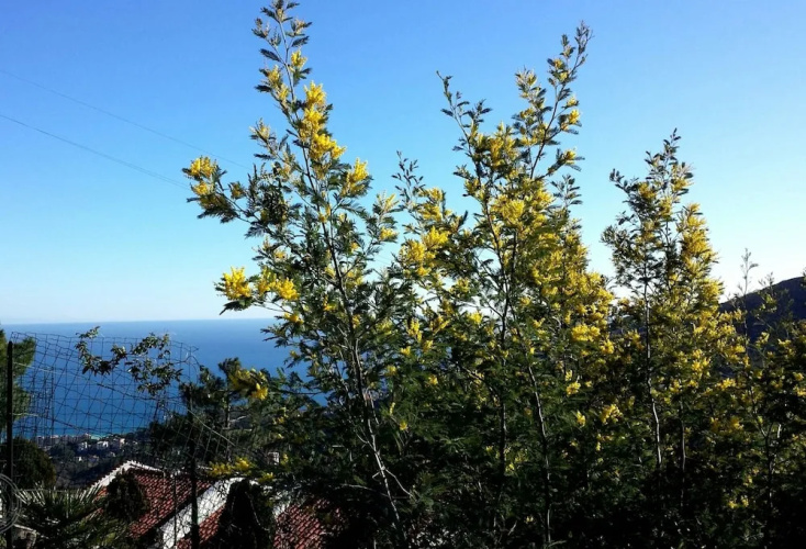 AnteMARE
