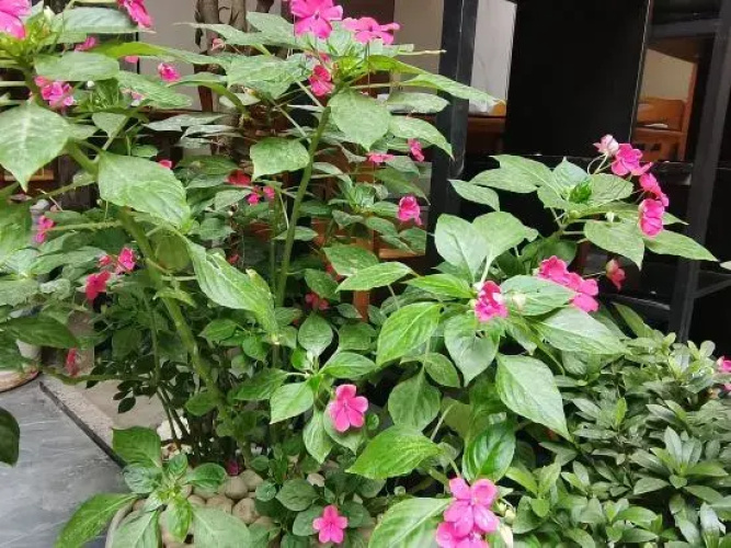 Dali Yuji Courtyard