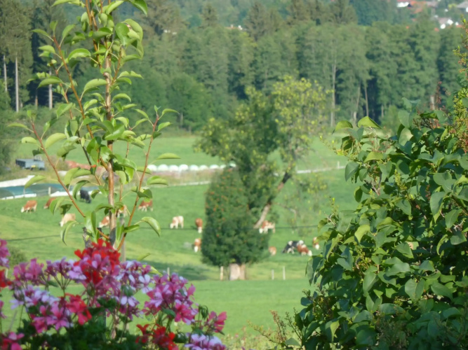 Ferienwohnung Panorama