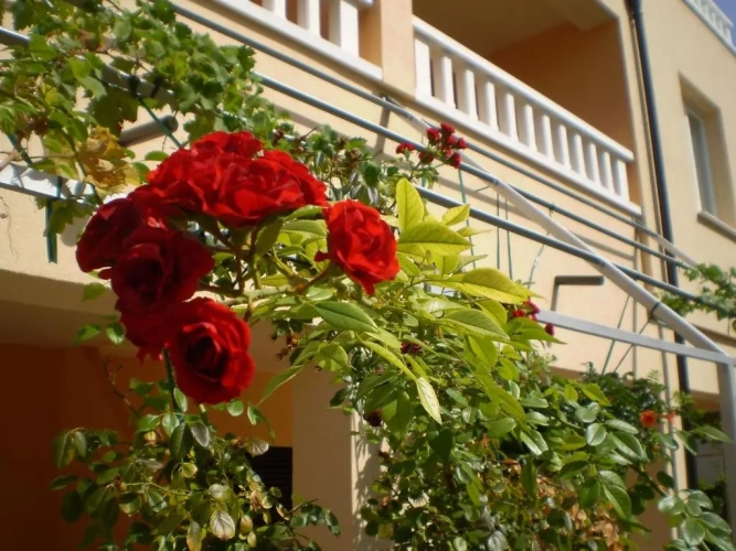 1 Bedroom Apartment with balcony and with sea view