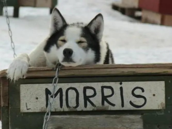 Guesthouse Husky