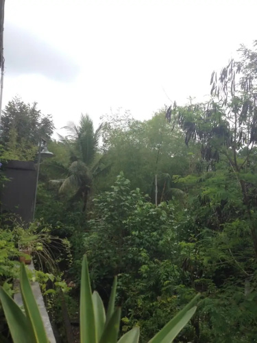 Cebluk Sari Homestay