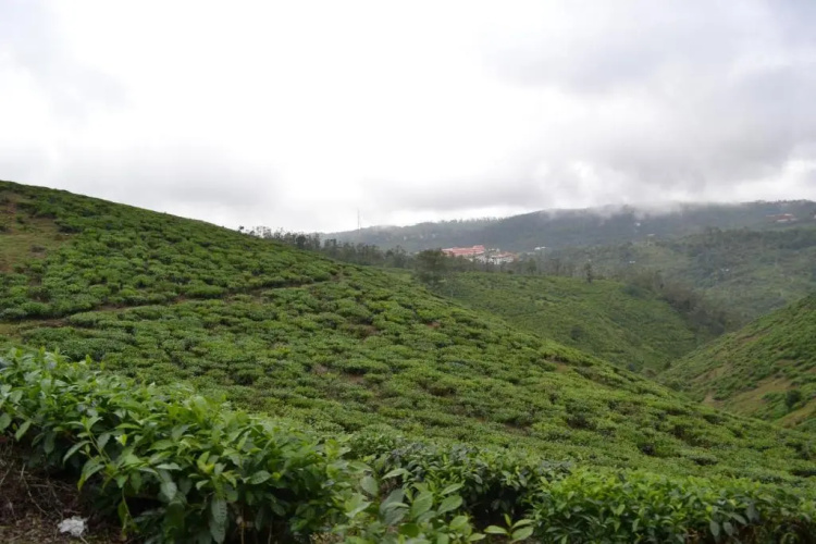 Ferndale Homestay