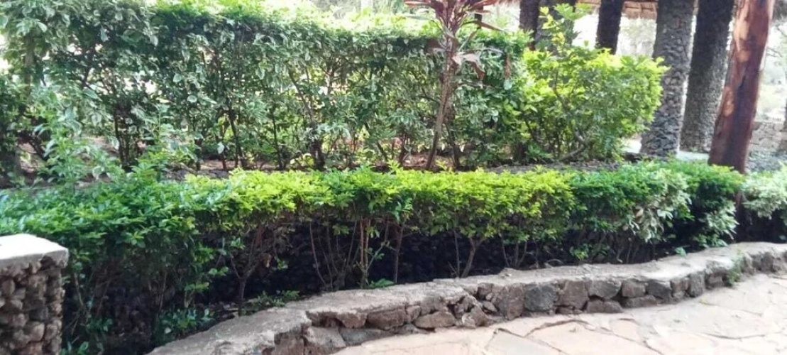 Kibwezi greenpark