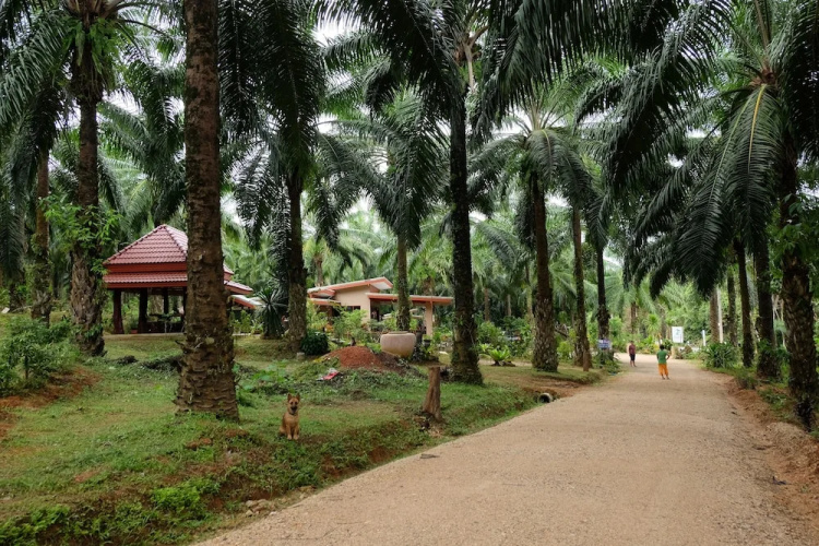 Tonpalm Farmstay