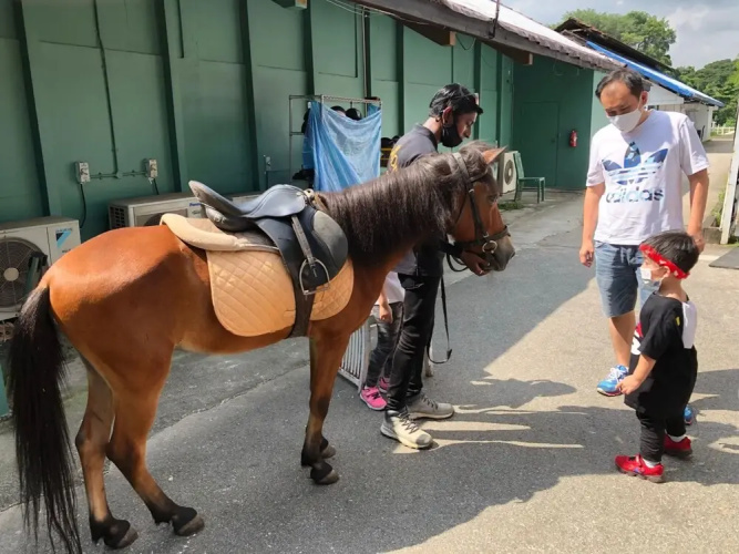 Glamping @ Bukit Timah Horsecity
