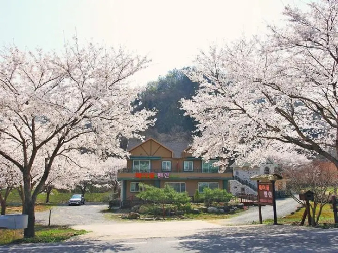 Maple pension
