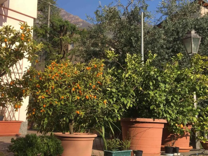 La casa degli ulivi