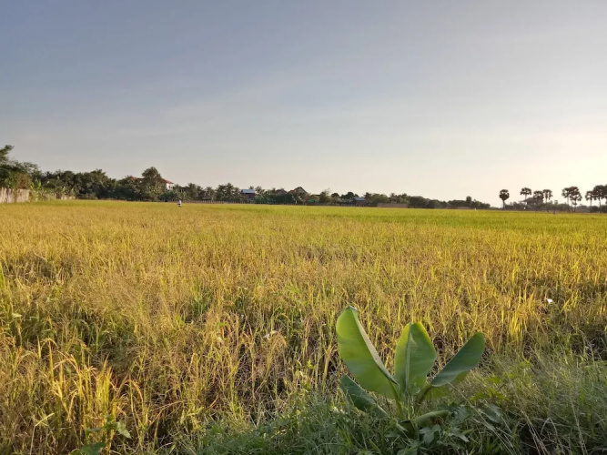 The Green Home