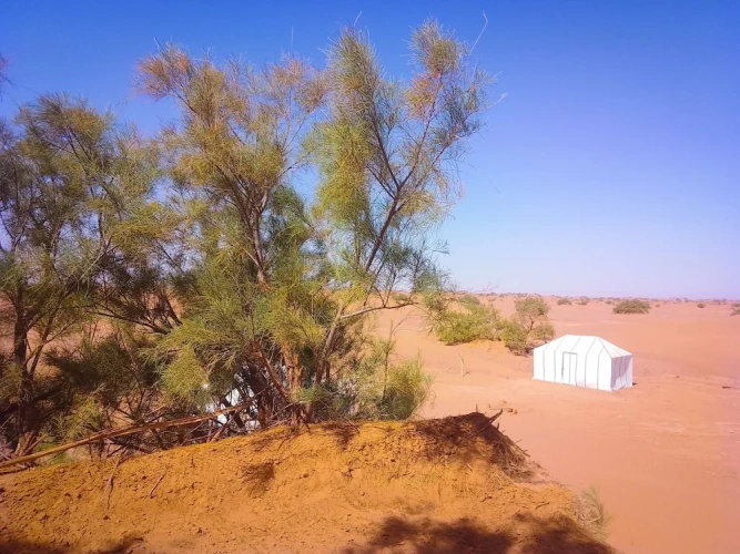 Tent