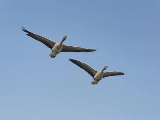 Daqian Swanlake Manor