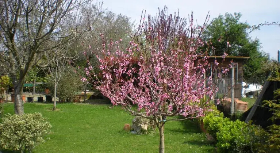 Bed & Breakfast "Le Millefoglie"