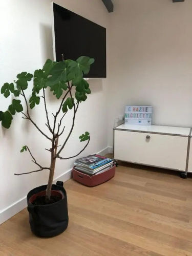 Buonconsiglio apartment