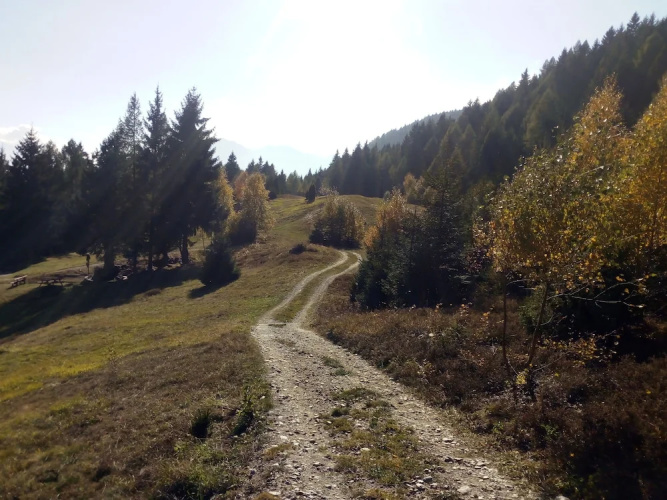 Salvino