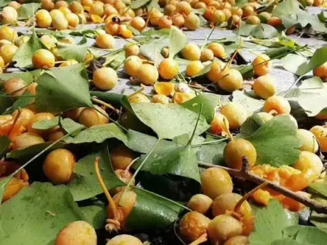 Ginkgo Village