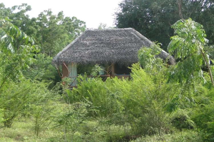 Standard Double room with garden view