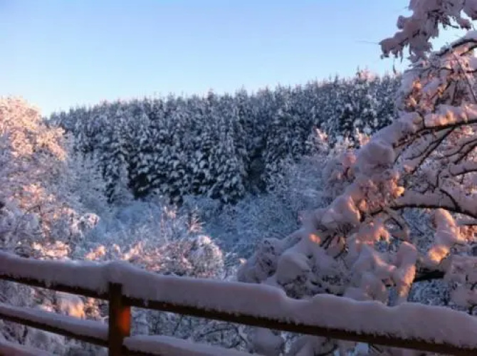 The Green Pine Chalet