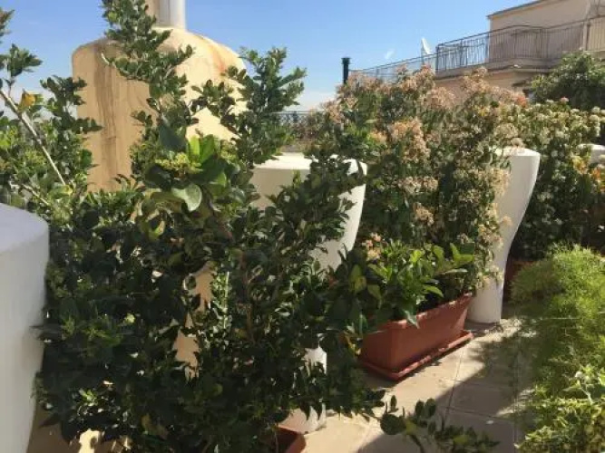 Terrazza Fiorita
