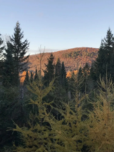 Wildberry Inn