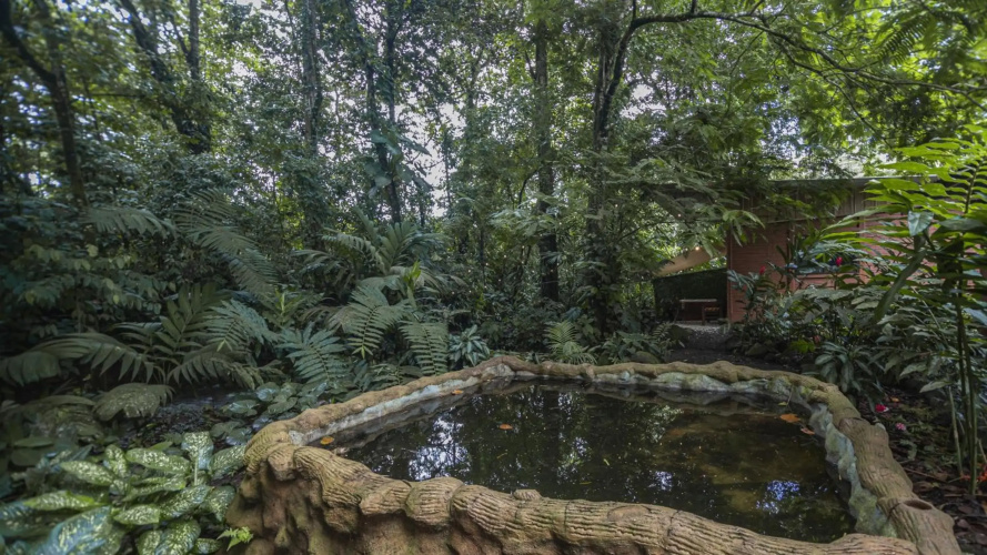 The Frog House