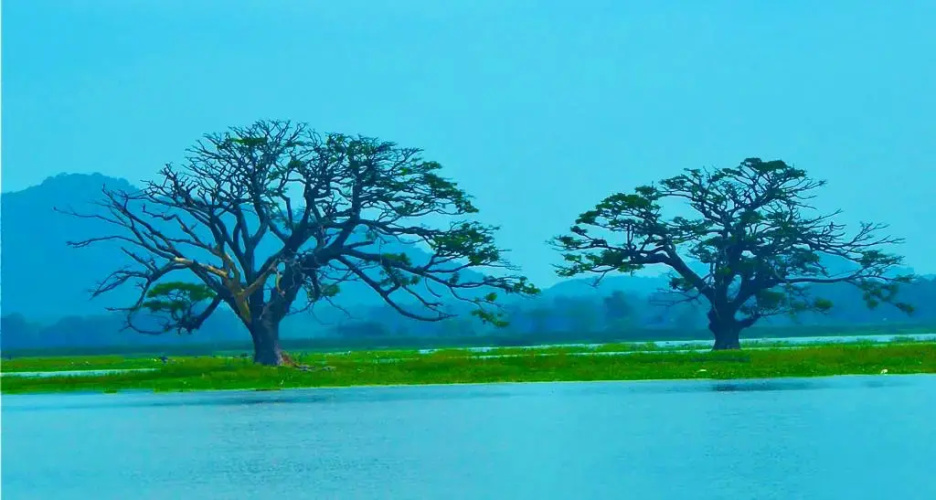 Rain Tree by Oak Ray Hotel